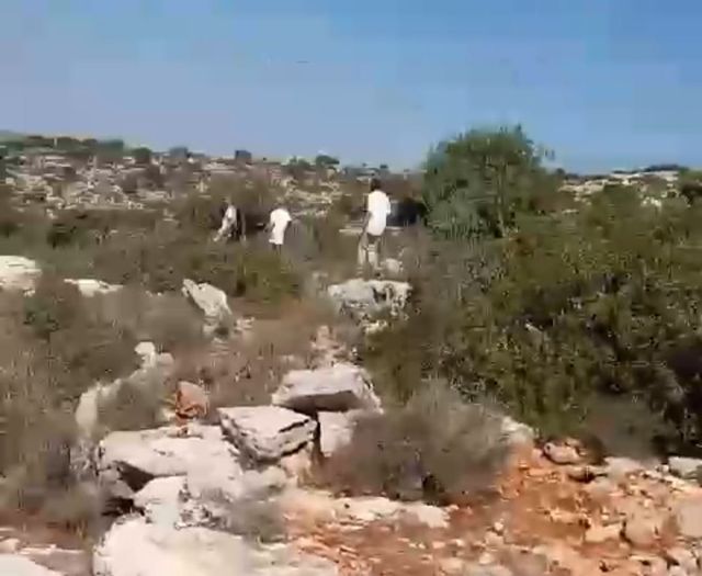 Colonists assault shepherd while grazing livestock in Salfit 