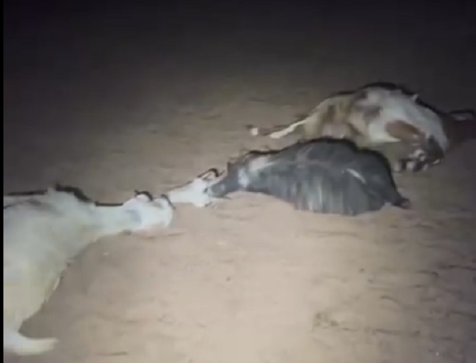 Colonists poison and kill dozens of Palestinian-owned sheep northwest of Jericho 