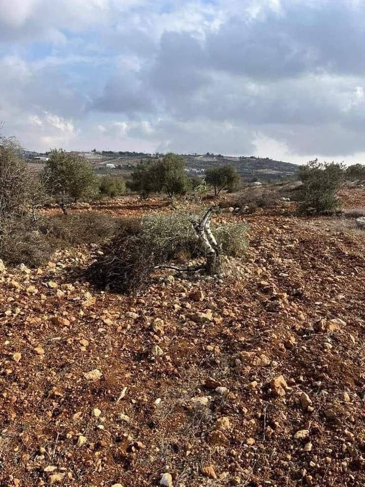 Settlers uproot more than a dozen olive trees in a West Bank village