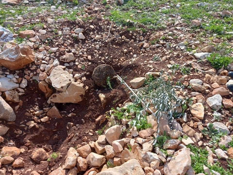 Israeli settlers uproot newly planted olive tree saplings in a northern West Bank city
