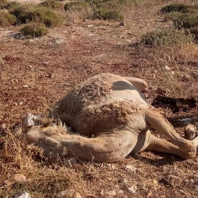 Colonist shoots and kills camel, steals four calves owned by Palestinian herders east of Tulkarem