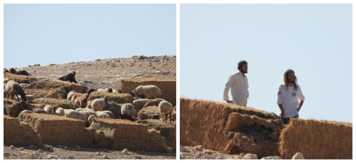 Israeli colonists release herds of livestock into Palestinian residential area near Jericho