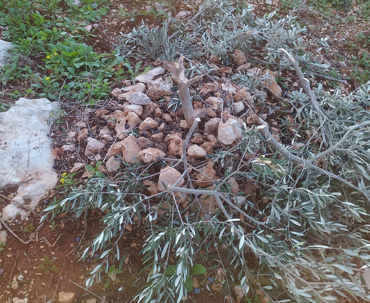 Israeli settlers vandalize olive saplings in a northern West Bank town