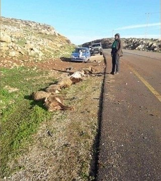 Israeli settler runs over, kills sheep owned by a Palestinian herder who is ordered to pay for fixing the settler’s car