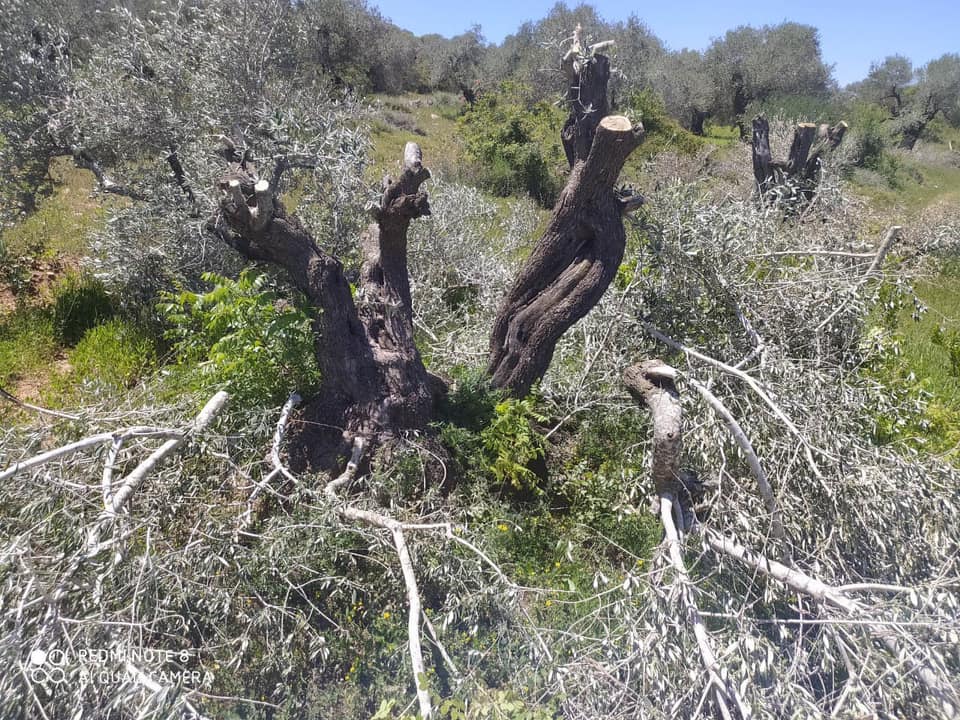 Israeli settlers chop dozens of olive trees in West Bank