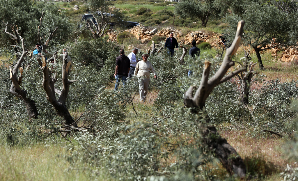 Colonists uproot olive trees in Salfit area