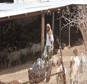 Israeli forces shoot at Palestinian shepherd, killing three sheep in Hebron